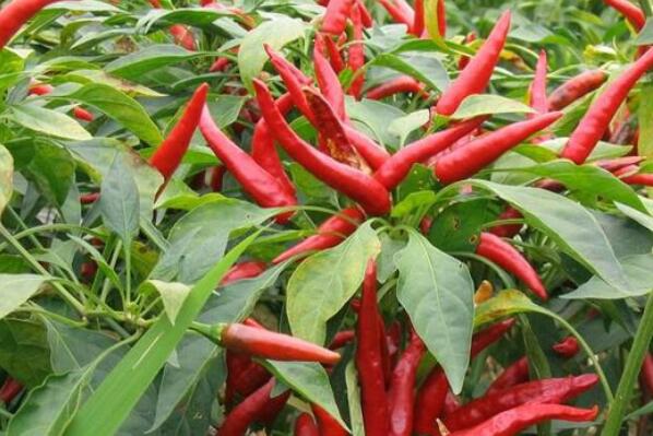 Want to know the use, spiciness and planting method of Chaotian pepper, a Solanaceae plant? You'll know after reading this!