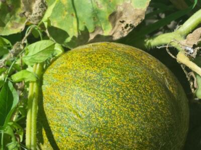 What are the causes and control methods of angular spot of cucumber, watermelon, melon and mango?