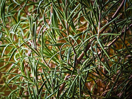 What's the difference between rosemary and thyme? How do you keep rosemary?