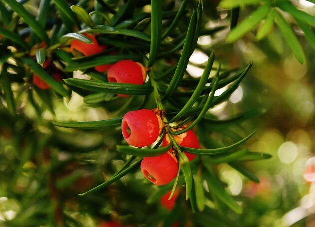 Culture methods and matters needing attention of Taxus chinensis how to cultivate Taxus chinensis