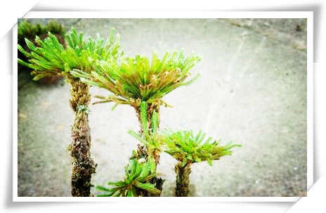 What kind of plant is Selaginella officinalis? Is it a fern or a naked child?