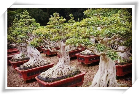 Tropical woody plants are typical representatives of banyan bonsai. How to keep them sturdy?