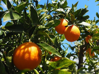 The cause of yellowing of orange leaves and its solution