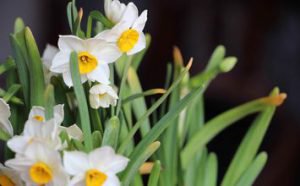 The culture methods of daffodils: soil culture, water culture and sand culture are different.