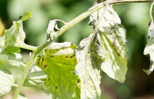 If the plant is sick, it is also contagious!