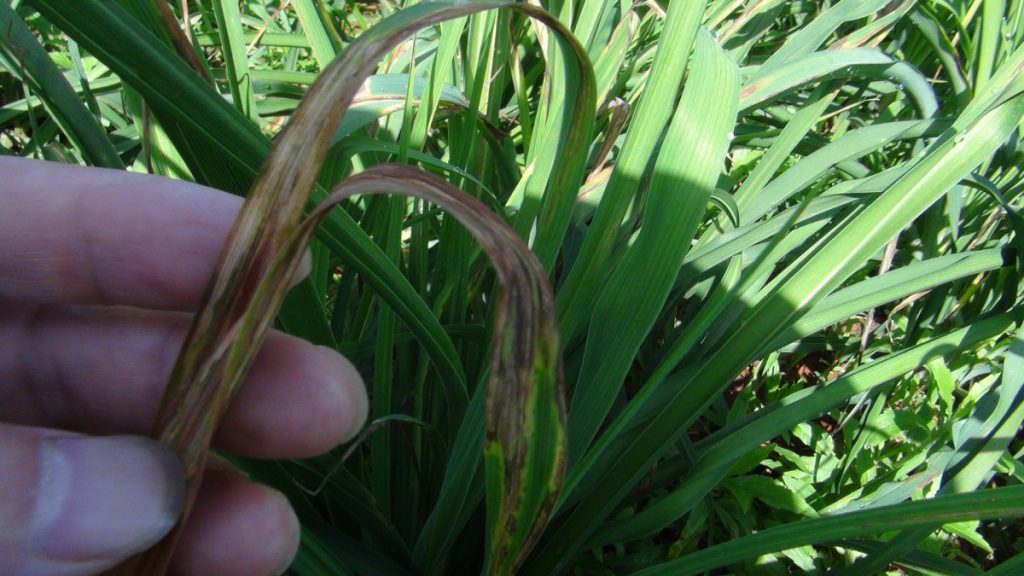 What if the leaves of Hemerocallis turn yellow? how to deal with the yellowing of Hemerocallis leaves?