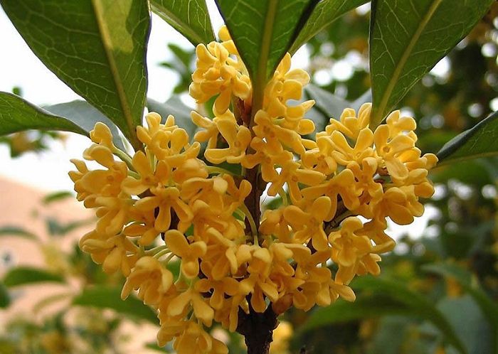 The reason why sweet-scented osmanthus does not bloom. When will sweet-scented osmanthus blossom?