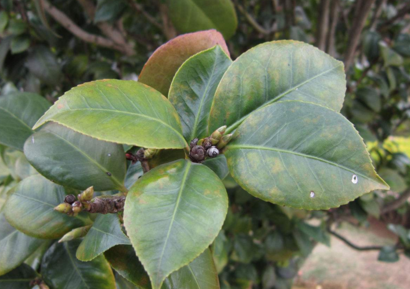 Control methods of Camellia Diseases