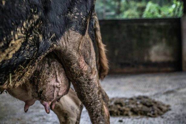 The agency revealed that 50% of dairy cattle had heat urgency and mastitis, and called for the formulation of dairy welfare standards.