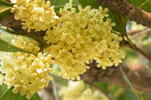 What if the sweet-scented osmanthus tree loses its leaves?