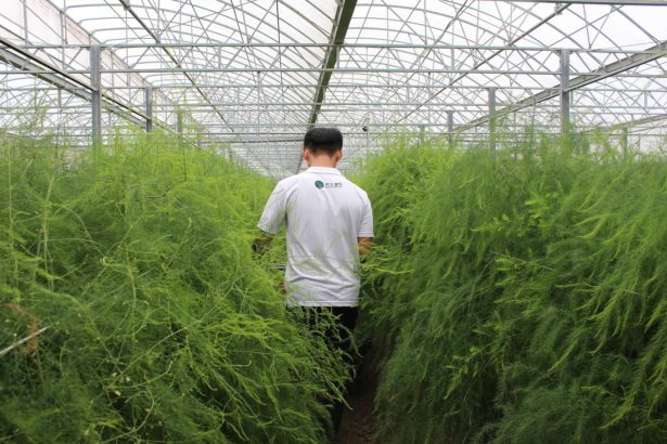 Only 20,000 yuan can make asparagus smarter! Science, technology, cultivation, water, labor and manpower are saved, and the Agriculture and Food Department subsidizes 1 prime 3.