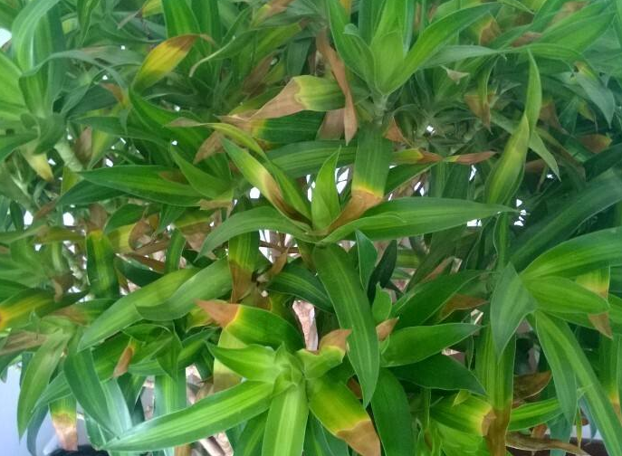 What if the leaves of lily bamboo turn yellow and how to deal with them?