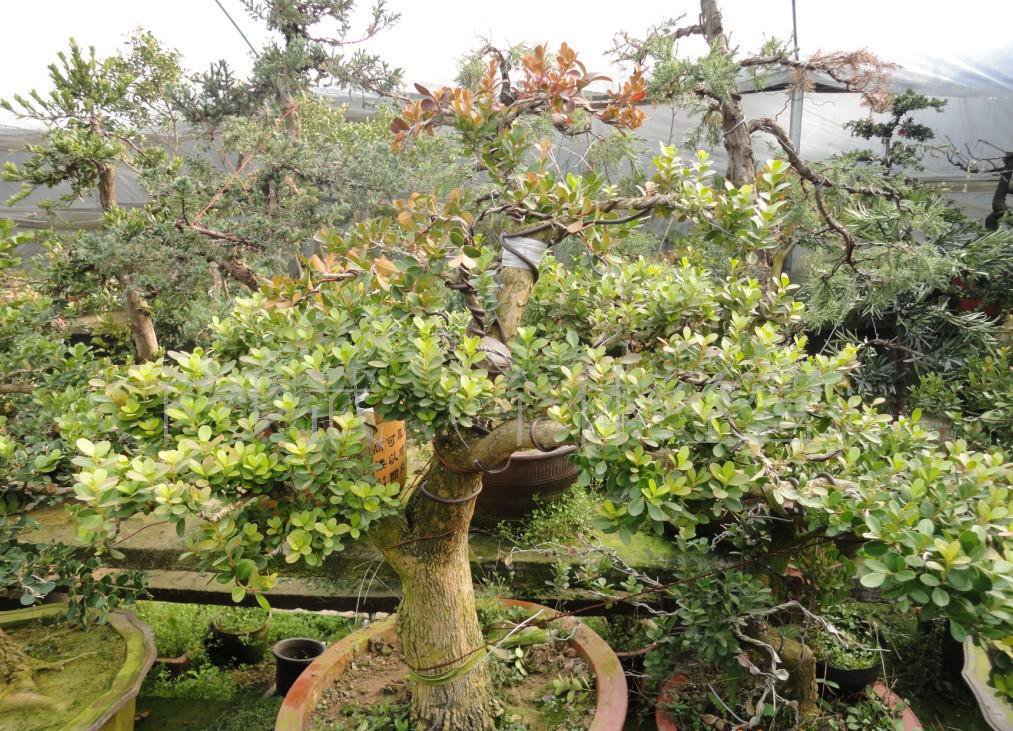 The price of boxwood bonsai has increased six times in three years, and the plant collection market has become stronger.