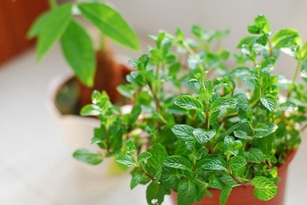 Matters needing attention for planting vanilla plants on balcony