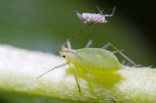 How do flowers and plants grow aphids? Summary of strong efficacy in killing aphids