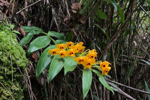 Culture methods and matters needing attention of Dendrobium candidum