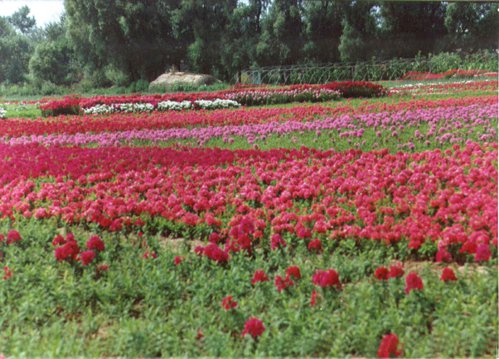 Cultivation and maintenance process of perennial root flowers