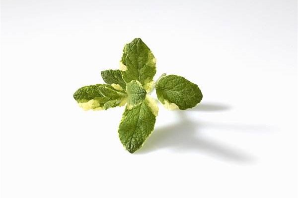 Culture method of apple mint