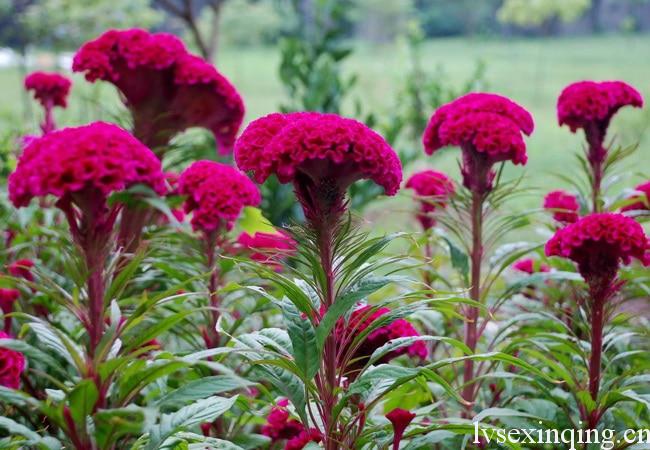 Propagation methods of Celosia cristata