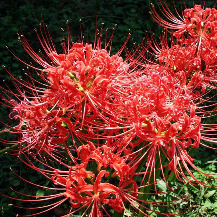 Bulbous bulbous plant-how to plant and maintain garlic flower