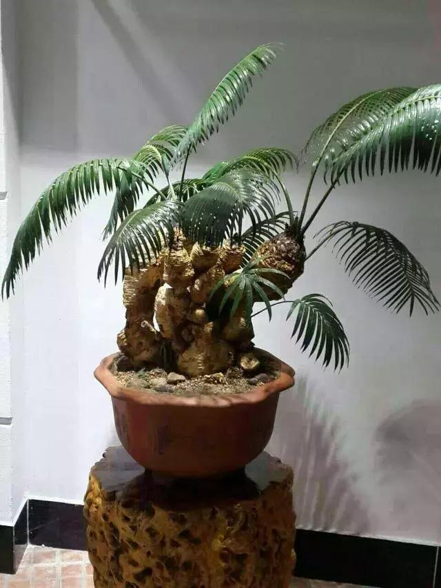 Appreciation and maintenance Management of Shishan Cycas