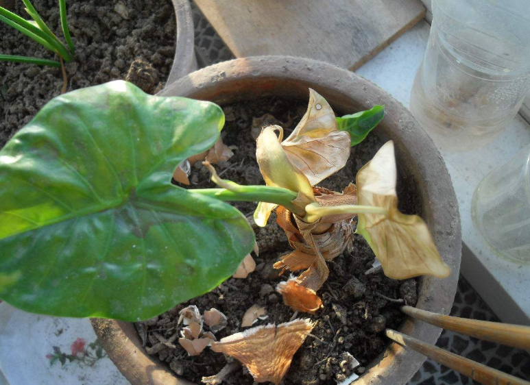 Why the leaves turn yellow and grow badly after dripping Guanyin for a long time