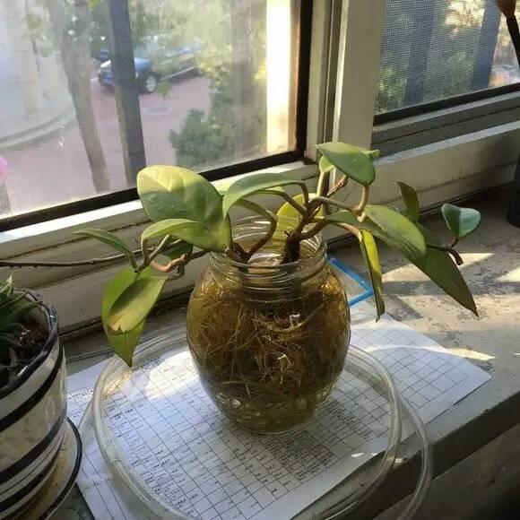 Watering can burst the pot of plants that are fully adapted to hydroponic culture.