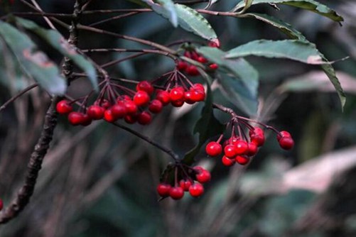 The culture method of cinnabar root can hang red fruit in this way for more than half a year.