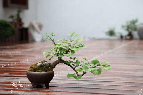 How to raise potted ginkgo biloba? Introduction to potted planting and maintenance methods of Ginkgo biloba