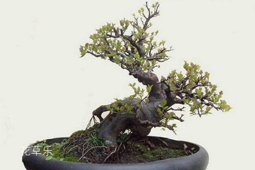 It is said that finch plum is easy to live and difficult to raise. In fact, watering is the key to the maintenance of finch plum bonsai.