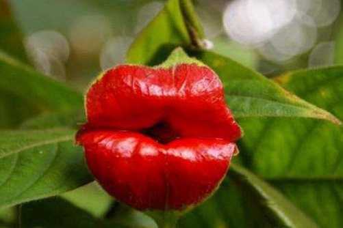 The planting of lip flowers, four steps to teach you to grow sexy and beautiful lip flowers