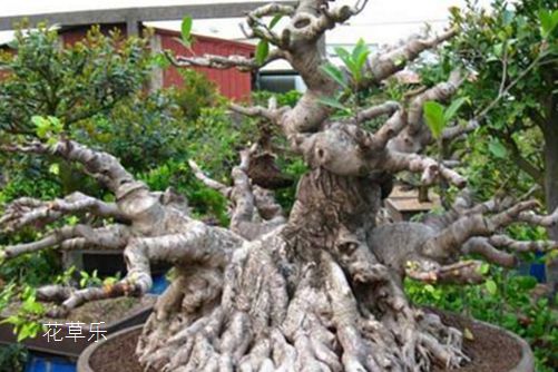 Help me, I'm going bald! What is the reason for the loss of leaves in banyan bonsai?