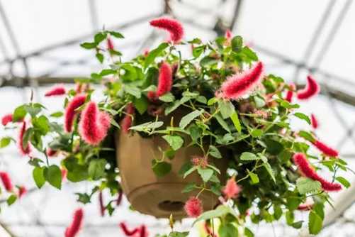 The cultivation methods and matters needing attention of iron amaranth flowers, iron amaranth flowers are the most suitable for flowers grown in the south.