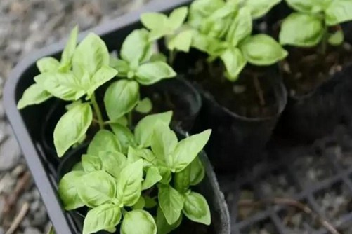 How to plant basil seeds, so that basil has fresh leaves to eat every day