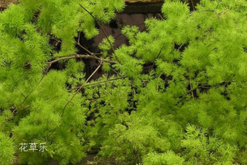 What if the leaves of Penglai pine turn yellow? Knowing this, your Penglai pine will be green all the year round.