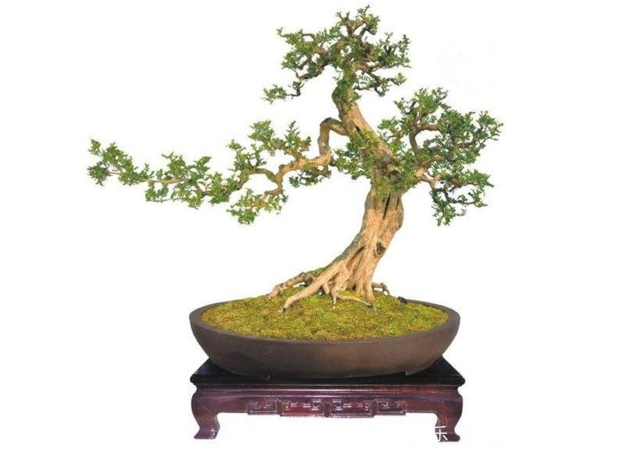 What should be paid attention to when watering and fertilizing boxwood bonsai?