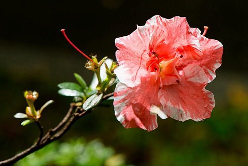 How to raise azaleas to prevent rhododendron from losing leaves and yellowing leaves