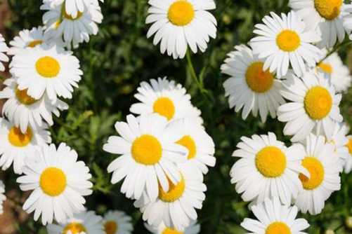 How to plant daisy seeds? Give me a seed to make you love like a daisy.