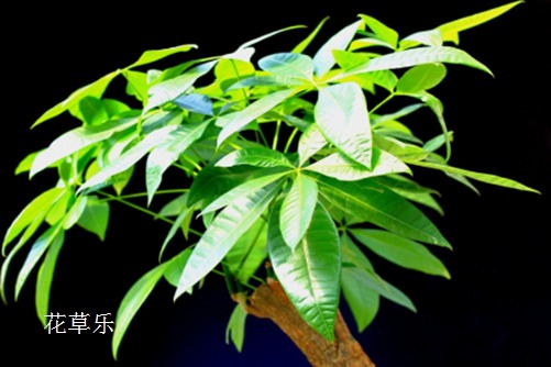 Make a fortune tree common diseases and insect pests prevention and control tips, you do not hurry to collect!