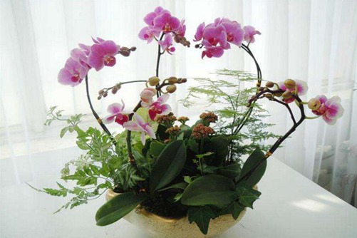 What about the yellowing leaves of Phalaenopsis? how to raise Phalaenopsis to have the beauty of 