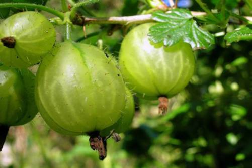 The culture method of gooseberry, gooseberry is delicious and tonic, have you seen it?