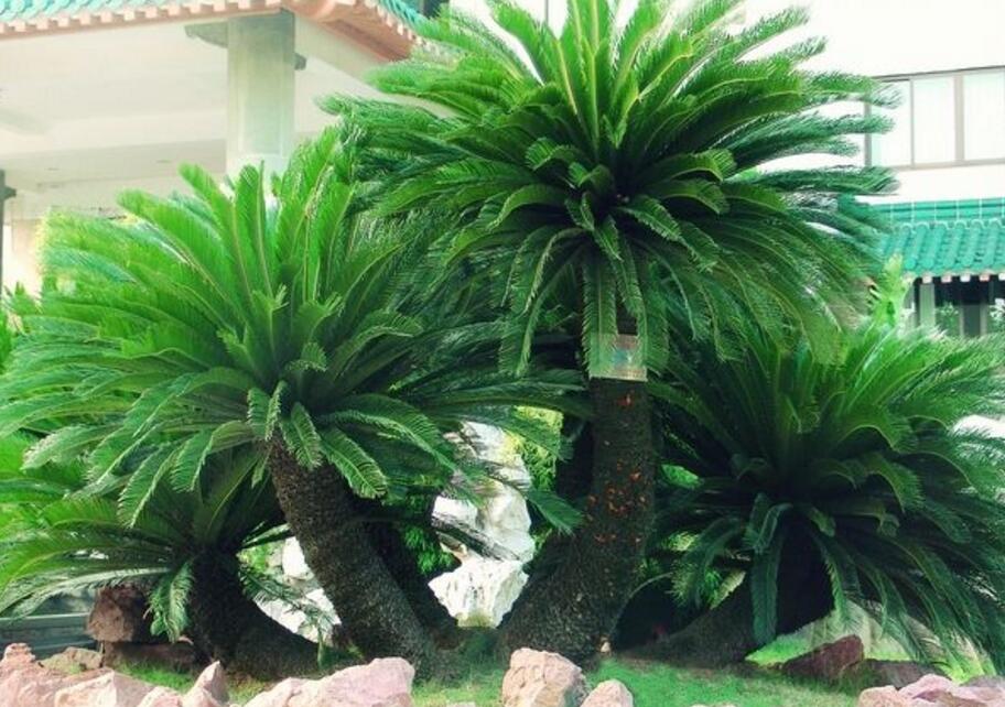 Production method of cycad bonsai