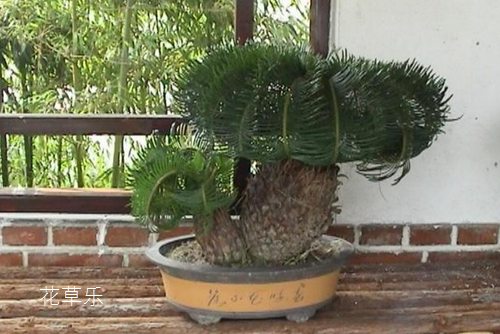 How should the cycad bonsai shape the leaves? How to dwarf leaves?