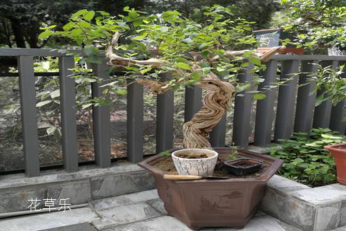 Honeysuckle is very beautiful in blooming season. What are the technical requirements for making honeysuckle bonsai?