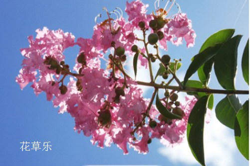 What if the leaves of crape myrtle turn yellow? Causes and prevention of yellowing of leaves