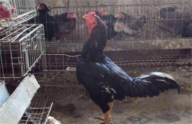 Management Technology of Cockfighting