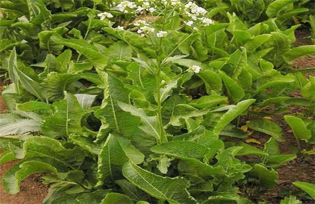 Points for attention in horseradish planting