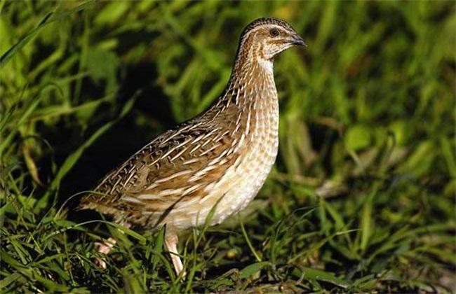 Matters needing attention in quail breeding