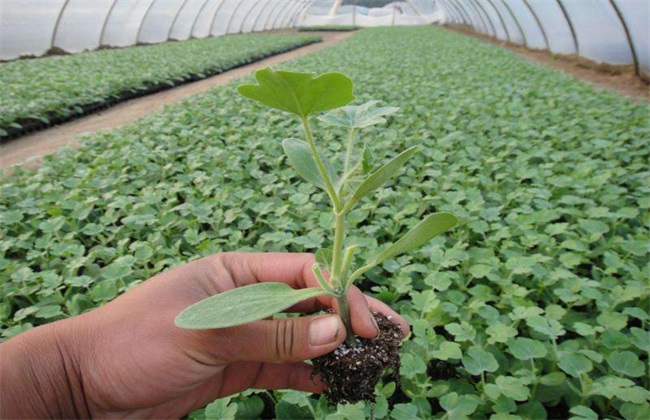 Broccoli seedling management method