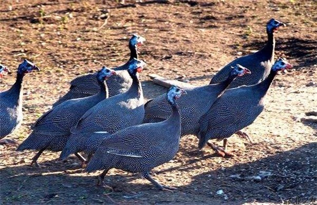 What should be paid attention to in guinea fowl breeding?